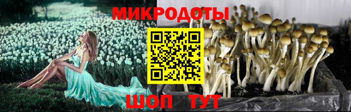 Георгиевск  Псилоцибиновые грибы GOLDEN TEACHER  Вход с VPN 